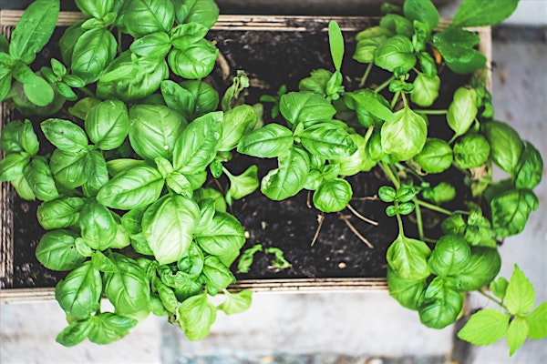 Growing your own fresh herbs | Hill Street Youth & Community Centre