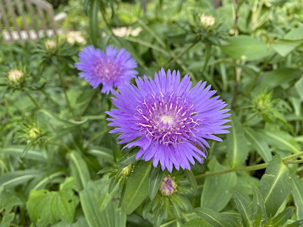 Beginning Botany | The North Carolina Arboretum