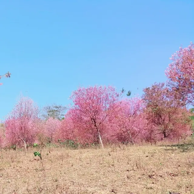 หุบเขาสีชมพู