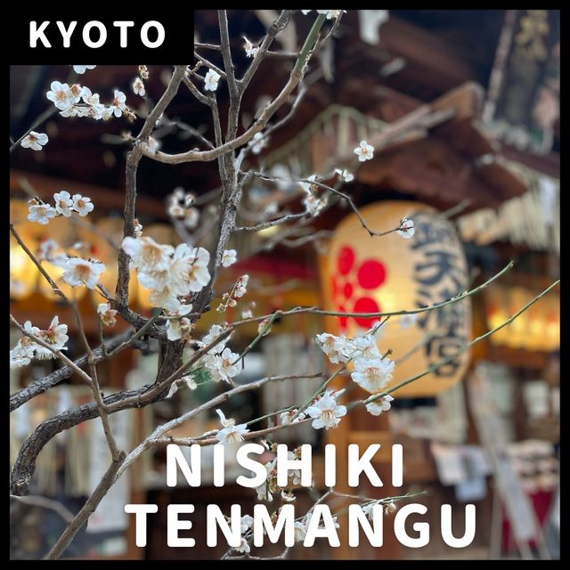 【京都】錦天満宮｜梅の花が咲いていました🌸