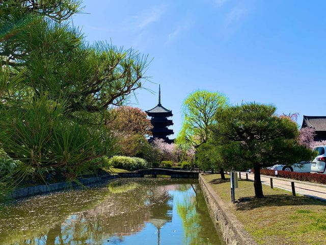京都　京都散策旅　念願の東寺！東寺と桜のコラボに感動❗️