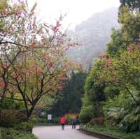 花花🌺🌷🥀🌻🌼🌸公園