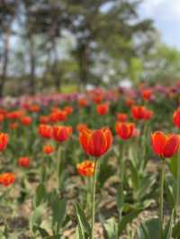 서울 튤립 명소🌷서울숲💖
