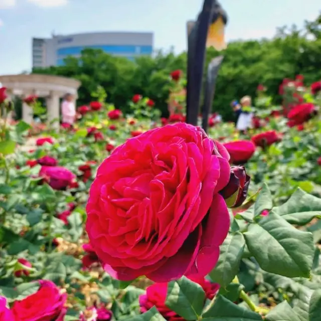 Spring time at Olympic Park, Seoul