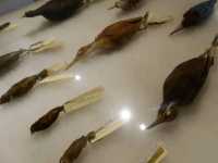 National Museum of Natural History