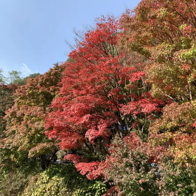 단풍명소로 꼽히는 내장산 국립공원 단풍여행