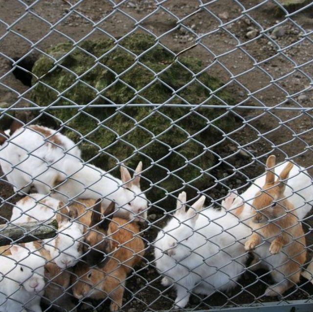 Falling for cute animals in Yamanami Farm