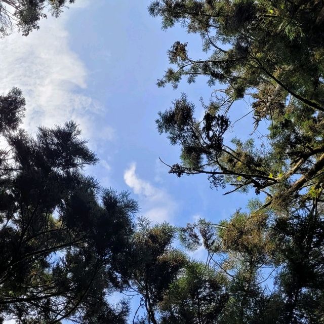 溪頭 