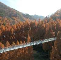 Hanging Bridge 