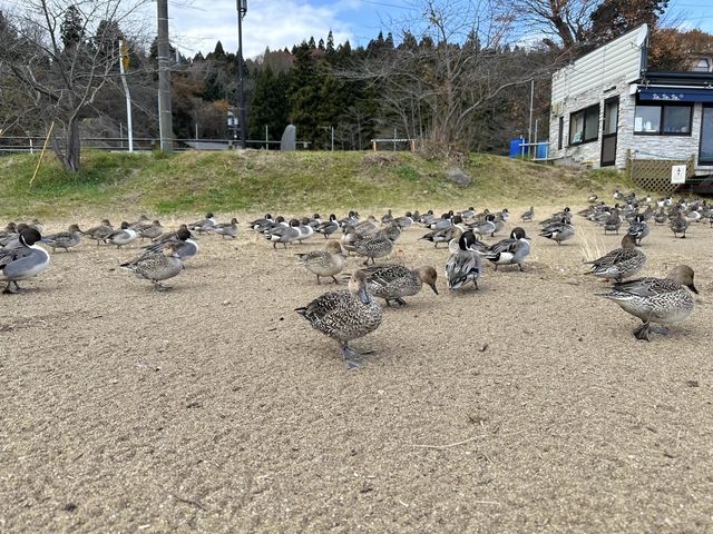 【福島】猪苗代湖とかわいいカモ🦆