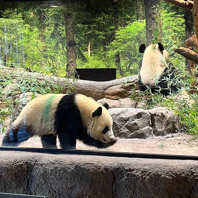 400여 종의 동물을 볼 수 있는 우에노 동물원🦩🐘