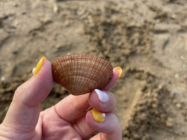 海星灣掘蜆｜烏溪沙
