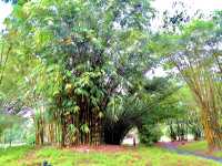 新加坡景點-植物園