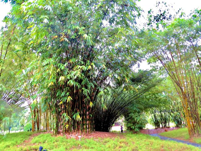 新加坡景點-植物園