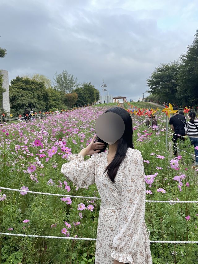 서울 코스모스 꽃 구경 :: 올림픽공원 들꽃마루🌼
