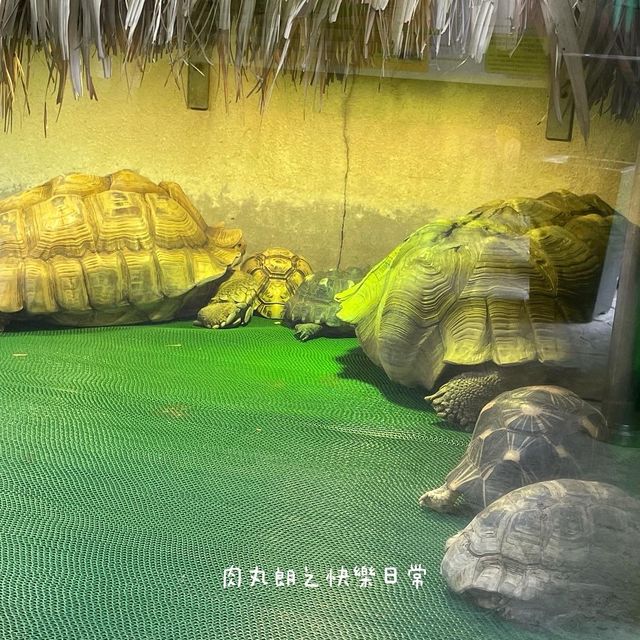 免費動物全接觸