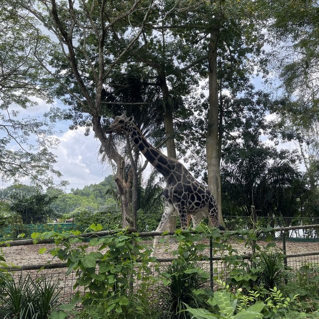 Wild wild weekend at Singapore Zoo 