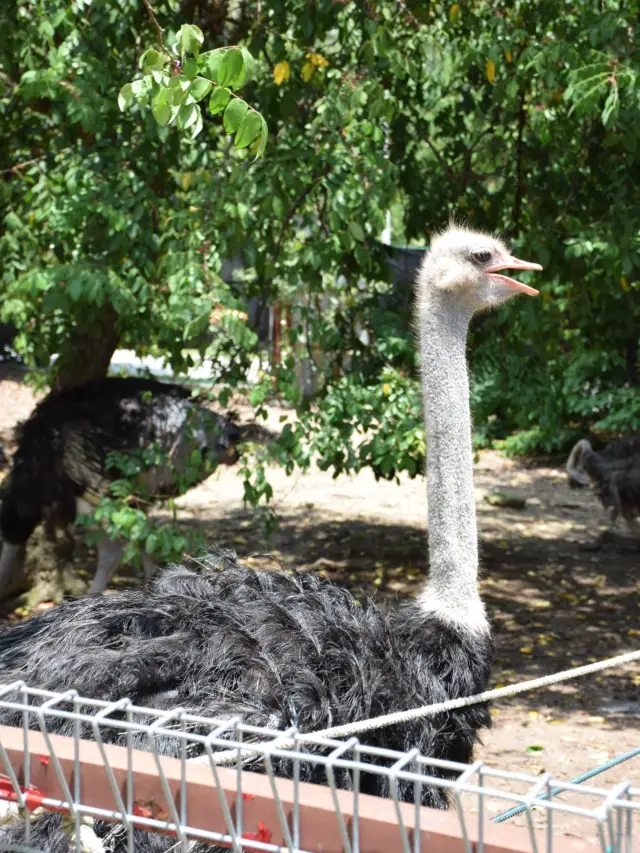 ; Port Dickson Ostrich & Pets Show Farm.🪶