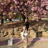 경주 벚꽃은 겹벚꽃이지 🌸