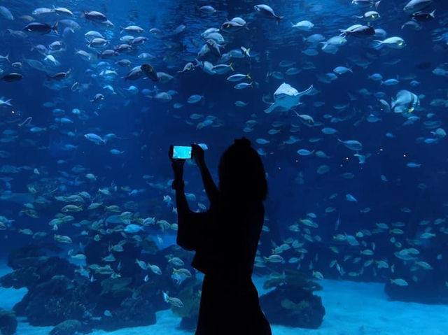 เที่ยวเล่นดูโชว์ปลาที่ Aquaria KLCC 