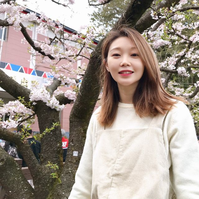 嘉義阿里山櫻花季！吉野櫻綻放派出所前
