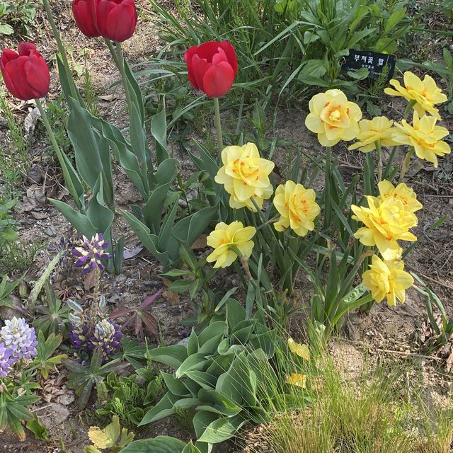 중계동 ✨불암산✨ 나비정원 꽃놀이 🌸