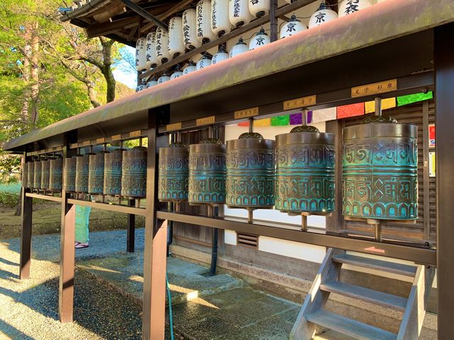 京都　SAKURA 桜めぐり❗️高台寺の桜に感動❗️