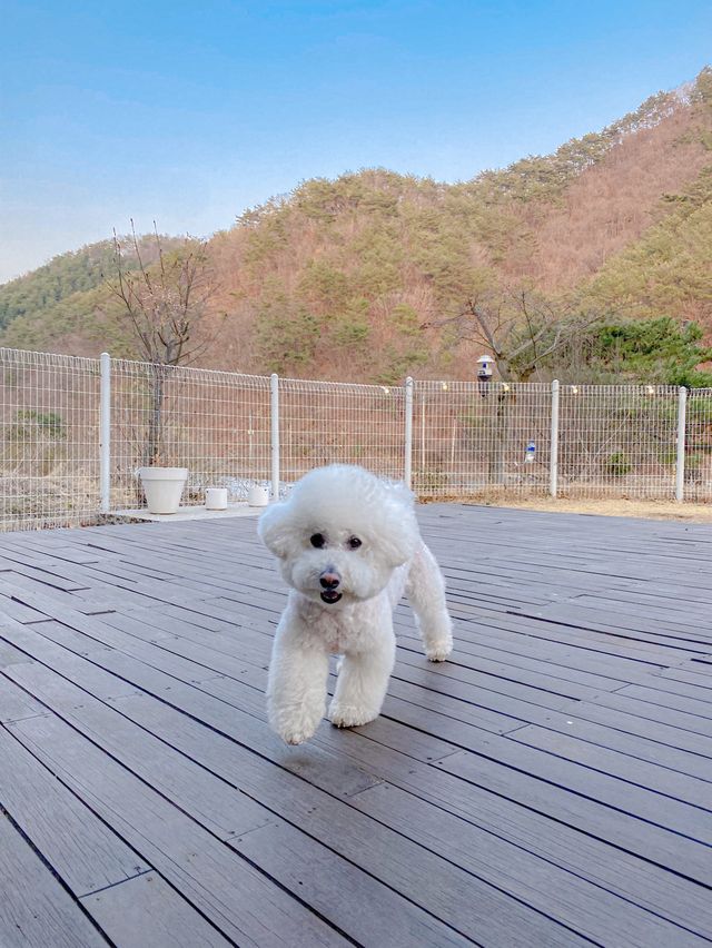 홍천 애견동반숙소 강력추천