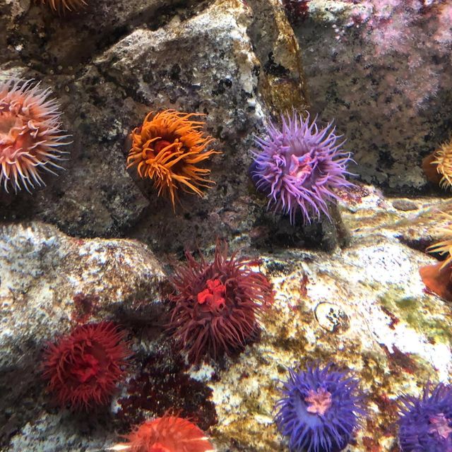 東京遊之水族館🤩🤩📸️