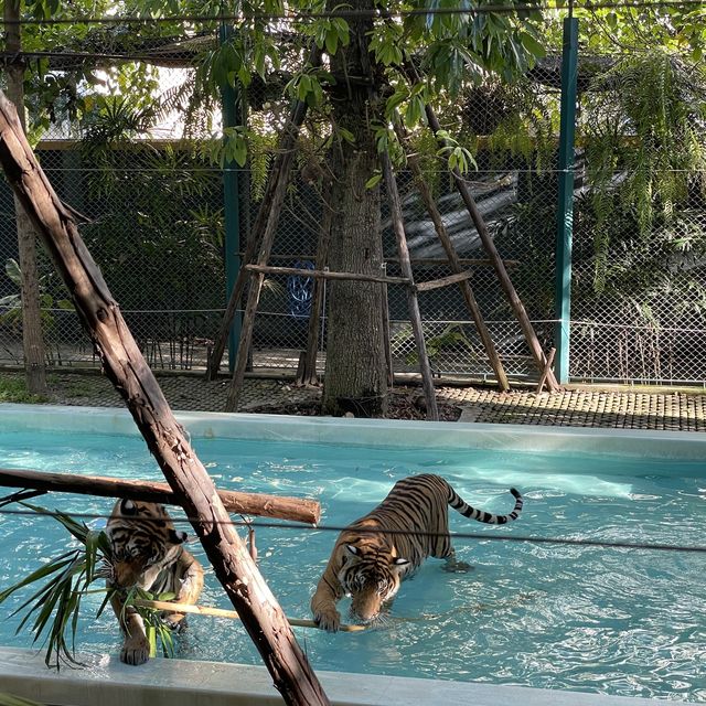近距離接觸老虎🐯芭堤雅人氣老虎🐅樂園