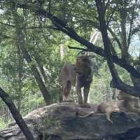 bangkok safari park - animals uncaged