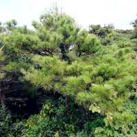 Hallasan Mountain, Jeju Island