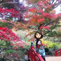 熱海梅園看最美紅葉