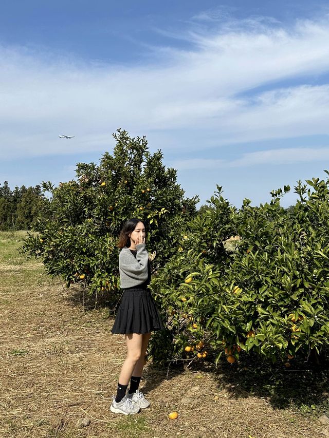 [제주] 애월 여행지 추천 비행기가 보이는 귤밭 🍊