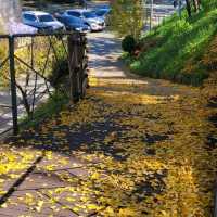 Yellow Tree in Autumn 