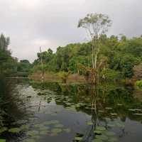 Weekend Exploration At Hampstead wetland 