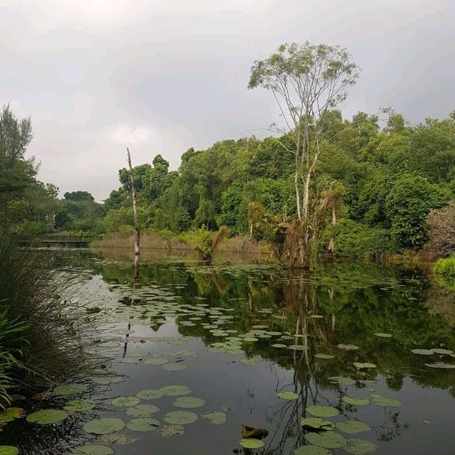Weekend Exploration At Hampstead wetland 