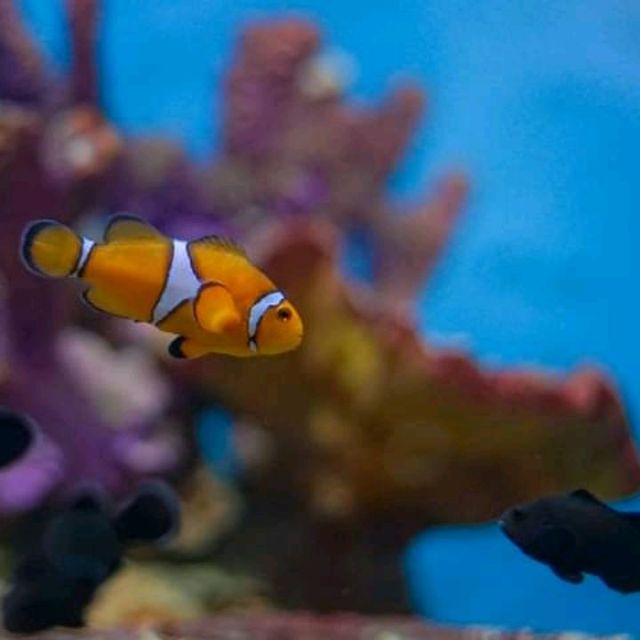 “ Phuket Aquarium ⛱️ แหลมพันวา ภูเก็ต 🐠 🐡🐙🐟