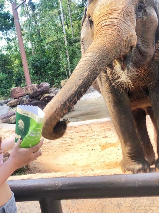 A close encounter with safari friends