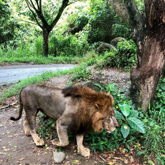 印尼峇里島野生動物園