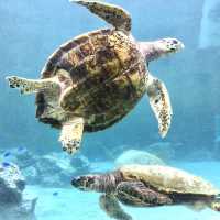 美麗海水族館