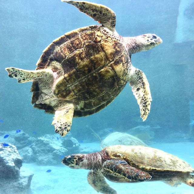 美麗海水族館