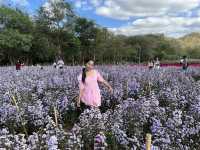 ชมสวนดอกไม้ที่ Hokkaido Flower Park  Khaoyai 