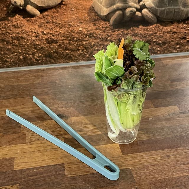 판교에 있는 거북이 카페 후기