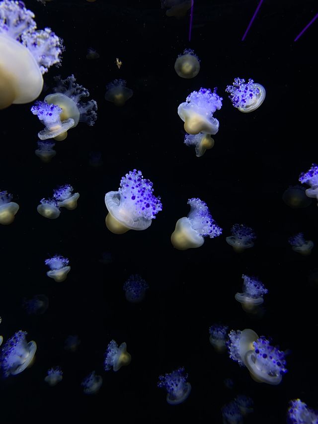 SEA AQUARIUM, SENTOSA, SINGAPORE