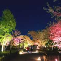 NAKID Flowers @ 二条城