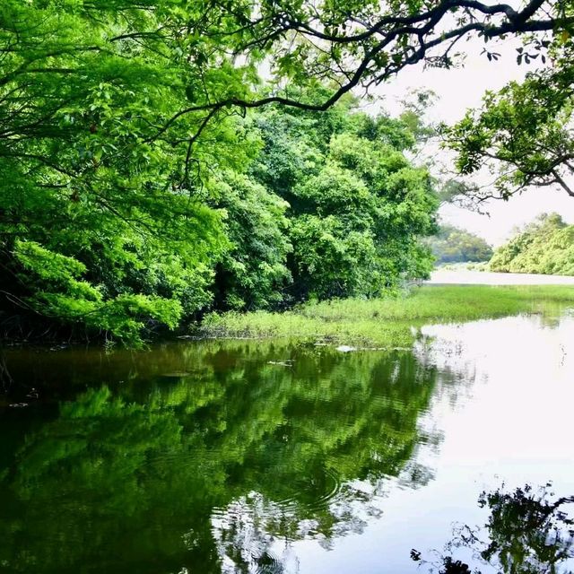滿山翠綠流水響
