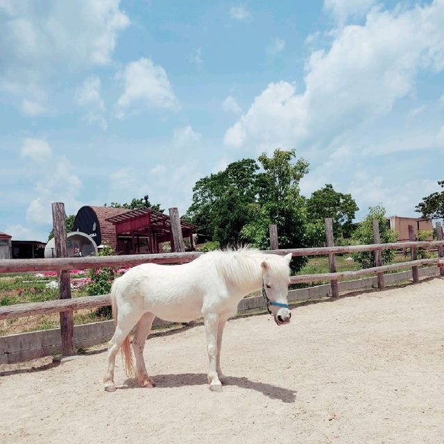 乗馬・給餌体験ができる！姫路セントラルパーク