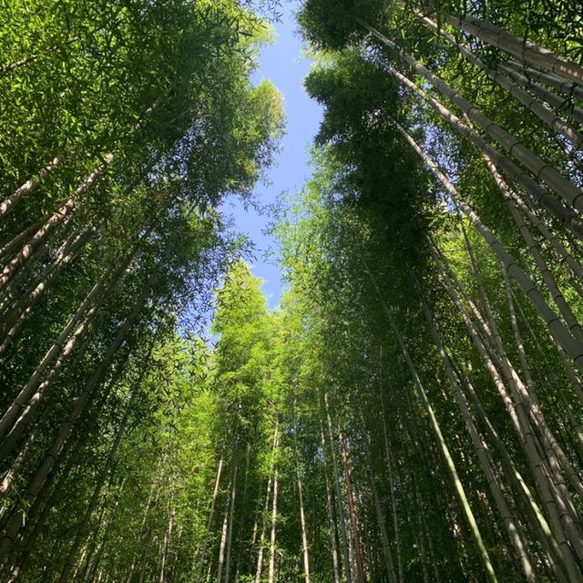 푸릇푸릇한 대나무 숲 🎋 담양 죽녹원!