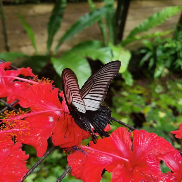 Butterfly Garden in Penang